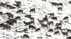 Arctic blast brings huge deer herds down Scottish glens to forage