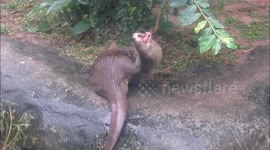 Adorable otter really enjoys scratching an itch