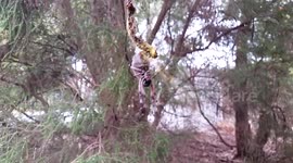 Orb spider
