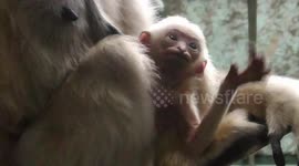 Footage of newborn critically endangered gibbon baby