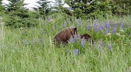 Just some bear cubs playing in a field of beautiful Lupine flowers