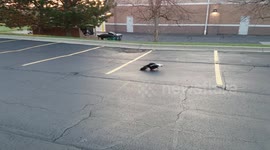 Unlucky skunk gets head stuck in McFlurry cup