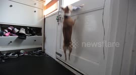 Postie refuses to deliver to house after chased by Chihuahua called Tiny