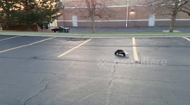 Newsflare Edit - Unlucky skunk gets head stuck in McFlurry cup