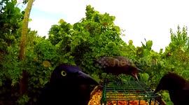 Baby Bird With Loud Mouth Will Not Shut Up