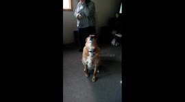 A Dog Named Chewbacca Thinking He is Chewbacca
