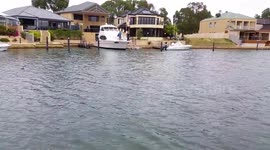 Braandi the dog swims with dolphins -Mandurah Canal part 1