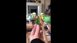 Reggie and Buster the budgies share a spinach leaf