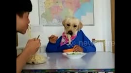Golden retriever eats with chop sticks like a human