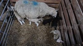 Farmer stunned after his ewe gave birth to SIX LAMBS