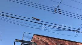 Squirrel 'tight-roping' across powerlines