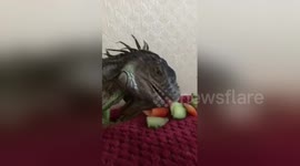 Newsflare Edit - Large lizard eating