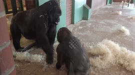 Gorilla mother stops son from seeing baby sibling