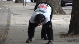 Man in gorilla costume nears finish line of London Marathon