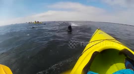 Cape seal hits kayaker in the head as it jumps out of the water