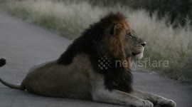 LION KING FOUND IN KNP SA