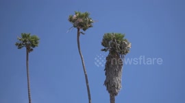 High Winds In Los Angeles
