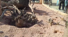 Baby Meerkats playing