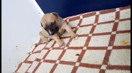 Puppy