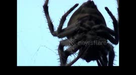 Hairy spider sets a web man trap across a bush trek