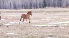 Horses Chase Coyote out of Their Pasture