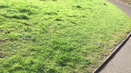 Morning run at the park with the fox
