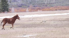 Horses chase coyote from their field