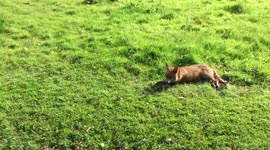 Calm urban fox chills as jogger runs past