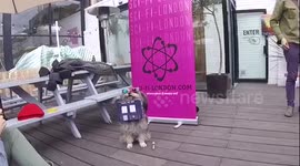Sci Fido Dog Show with Pearl Day hokding a cute Shark Dog
