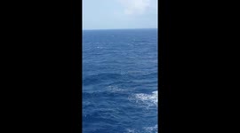 Shoal of tuna jumping as they are being chased by dolphins