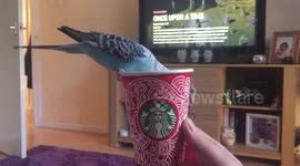Starbucks budgie