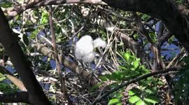 Cute baby egret takes first steps outside nest