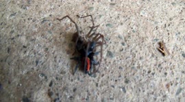 Spider Fight