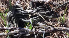 Hundreds of garter snakes mate in a tangle