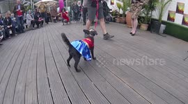 Dogs dress up for film festival show