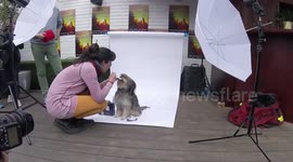A Dog Cosplays Doctor Who