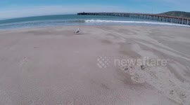 Just  A walk at the beach,  Seagull walking by Avila Beach California
