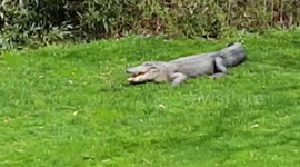 Brave/stupid prairie dog teases large alligator