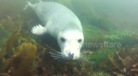 Pauls Seal