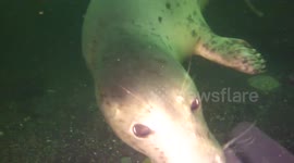 Boscastle Blow hole seal,Probably the best seal video ever