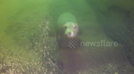 Moody Seal,Conclusive proof Seals have emotions