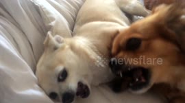 Dogs scrapping playfully on our bed on Sunday morning