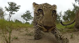 Leopard and cub examine GoPro left in the undergrowth