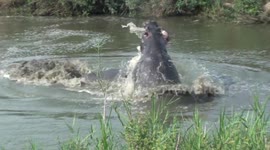 Dramatic wild hippo fight caught on camera