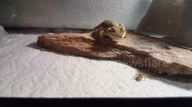 Bearded Dragon Eats Cricket