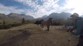 Colt and Mama Horse