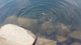 Turtle and bass tug of war