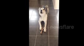 Siberian Husky tantrum