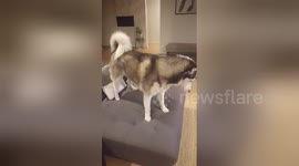 Newsflare Edit - Husky howling and talking back