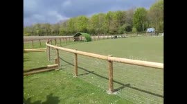 Funky Pigs Racing eachother
